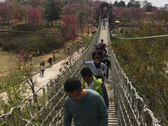 -天适樱花悠乐园