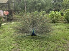 -合肥滨湖国家森林公园