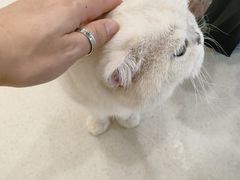 -共舞时光猫咖·狗咖(新街口店)