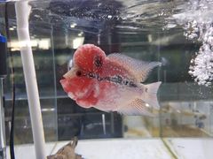 -苏州艺都古玩花鸟市场