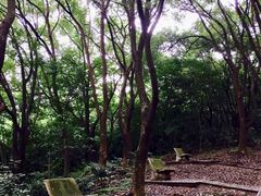 -上海佘山国家森林公园天马山园