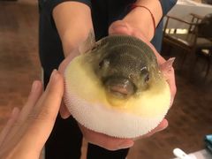 -肆月河豚·新淮扬(金融街店)