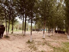 -亲兄弟真人CS团建拓展基地