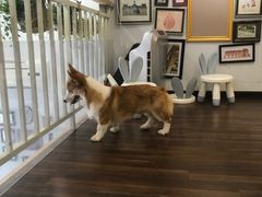 -柯斗斗主题餐厅·狗咖·围炉煮茶·茶饮(国瑞升平里店)