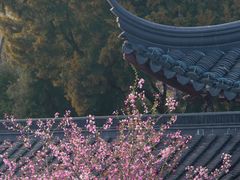 -莫愁湖公园