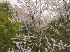 -北京凤凰岭