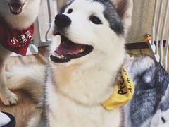 Prado-Husky Go! 哈士奇体验馆·宠物咖啡厅狗咖