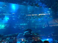 -迪拜水族馆及水下动物园