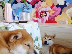 -喜柴咖啡·柴犬狗咖