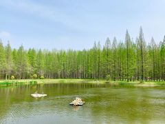 -黄海国家森林公园