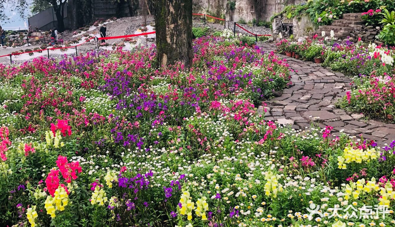 废墟中的烂漫花园[玫瑰][凋谢]