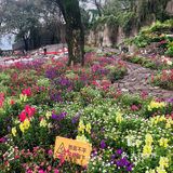 废墟中的烂漫花园[玫瑰][凋谢]