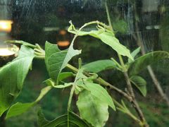 -上海大自然野生昆虫馆(东方明珠·爬宠昆虫探索中心)