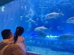 -华夏文旅海洋公园