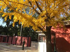 -三里屯东五街银杏大道
