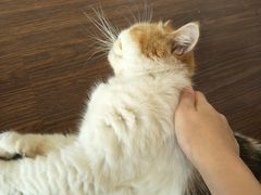 -猫岛主趣味餐厅(鼓浪屿店)