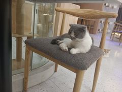 -喵园·猫主题咖啡厅·撸猫·猫咖(国贸店)