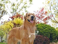 -超宠爱宠物摄影-Super pet