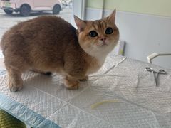 -艾吉宠物医院·疑难杂症转诊中心·猫友好(碧江路院)