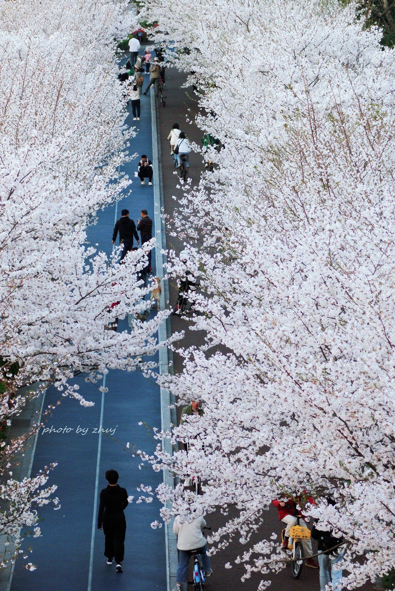 3月26日实拍滨江最美樱花跑道