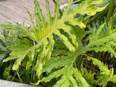 -海兰云天度假区温泉