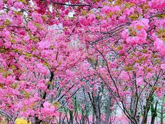 -莲花池公园