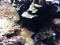 -西雅图水族馆