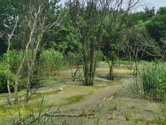 -西湖风景区-江洋畈生态公园