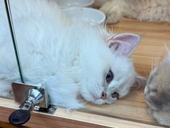 -猫十亿·布偶金渐层·曼基康矮脚猫舍(青年路店)