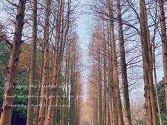 -上海滨江森林公园