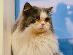 -Catmate·猫肥家润(金润铂宫店)