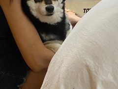 -是阿柴呀！柴犬咖啡·爱喵喵猫咖