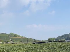 -龙坞茶村