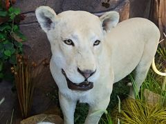 -西霞口神雕山野生动物世界
