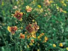 -天适樱花悠乐园