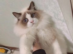 -客栈猫舍(中央北路店)