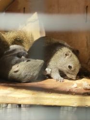 -酷嗒动物文化乐园(cutezoo西溪乐天城店)