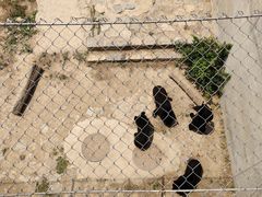 -石家庄市动物园