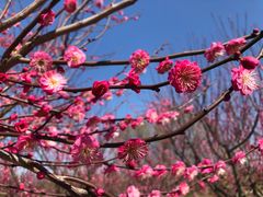 -花开海上生态园