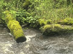 -汤旺河林海奇石景区