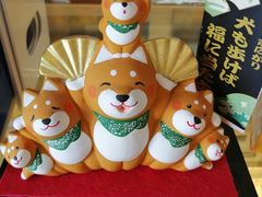 -柴犬高等学院·狗咖·柴犬售卖·宠物训练