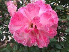 -巴奴毛肚火锅(安阳相州店)