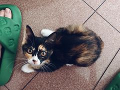 -宠物星动物医院·眼科·异宠·猫科(江南大道总院)