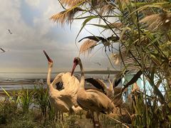 -中国湿地博物馆