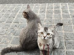 -猫岛主趣味餐厅(鼓浪屿店)