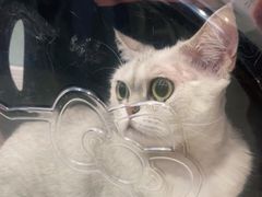 -纳吉亚猫专科动物医院·北北分院