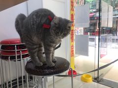 -猫宠乐园·专业洗护