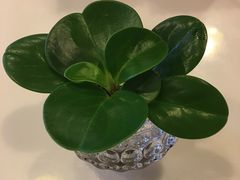 -仙芋传奇(黄山黎阳in巷店)