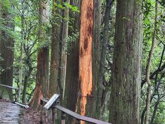 -天目山大树王景区