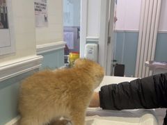 -纳吉亚猫专科动物医院·北北分院